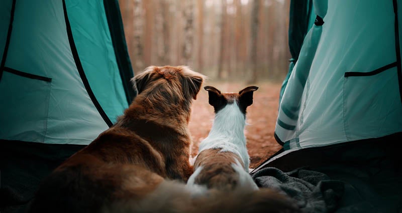 Camping with dogs, dogs sat in a tent