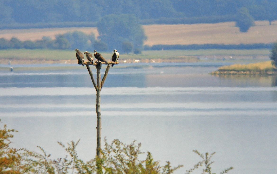 Rutland Water Ospreys
