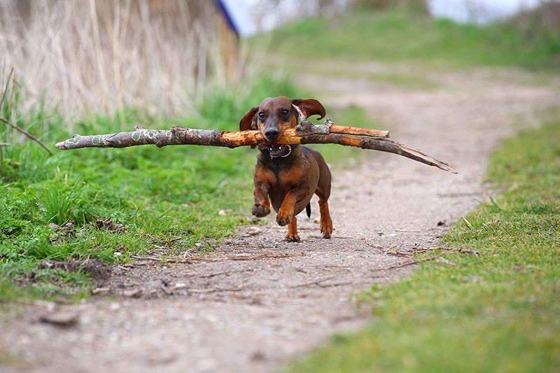 A tiny dog carries a huge stick