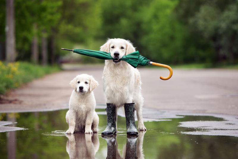 A small and a big white dog stand in a puddle