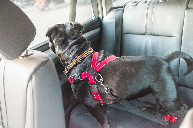 Black dog wearing a harness in a car