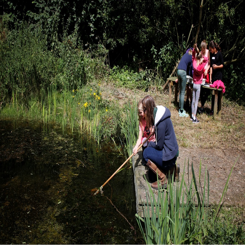 Family Fun Drop In Day - Bugs and Ponds